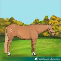 Horse Color:Chestnut 