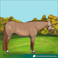 Horse Color:Red Dun 