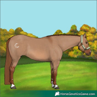Horse Color:Red Dun 