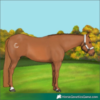 Horse Color:Chestnut 