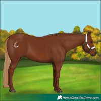 Horse Color:Chestnut 