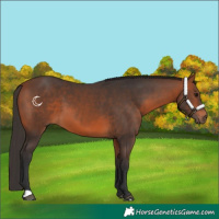 Horse Color:Bay 