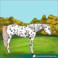 Horse Color:Liver Chestnut Leopard 