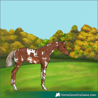 Horse Color:White Spotted Chestnut