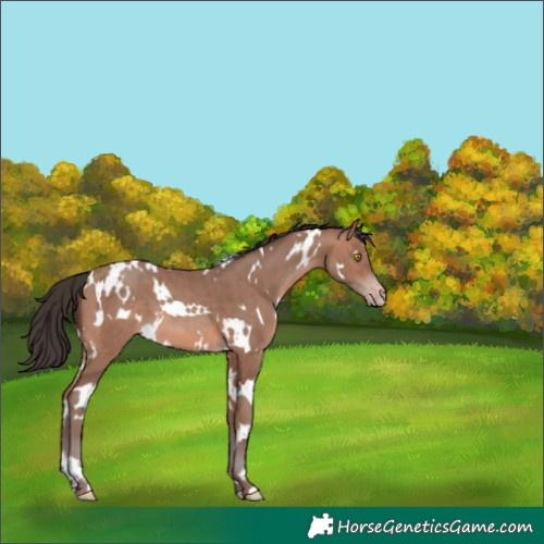 Horse Color:White Spotted Sable Champagne 