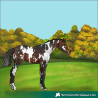 Horse Color:White Spotted Bay 