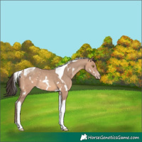 Horse Color:White Spotted Amber Champagne Tobiano 