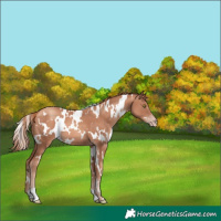 Horse Color:White Spotted Gold Champagne 