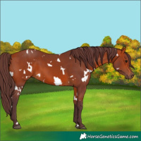 Horse Color:White Spotted Chocolate Bay 