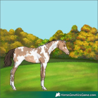 Horse Color:White Spotted Amber Champagne