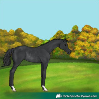 Horse Color:Black Rabicano 