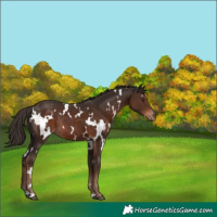 Horse Color:White Spotted Liver Chestnut Rabicano