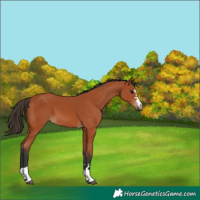 Horse Color:Bay 