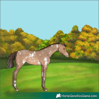 Horse Color:White Spotted Sable Champagne Appaloosa 