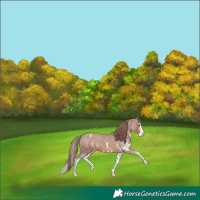 Horse Color:Chestnut Sabino Splash Appaloosa 