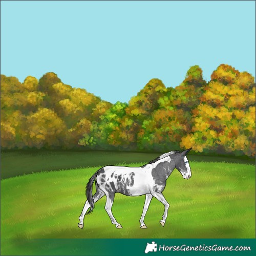 Horse Color:Black Sabino Splash Tobiano Appaloosa 