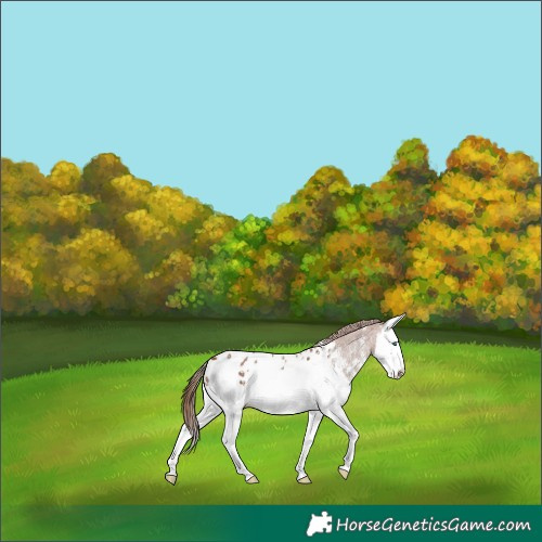 Horse Color:Chestnut Sabino Splash Appaloosa 