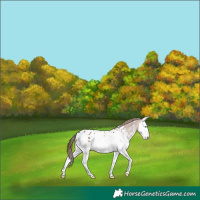 Horse Color:Chestnut Sabino Splash Appaloosa 
