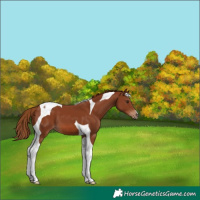 Horse Color:Chestnut Tobiano 