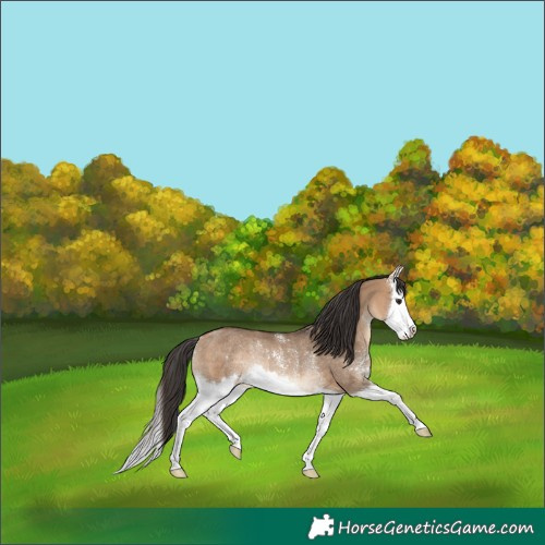 Horse Color:Bay Dun Sabino Splash Rabicano 