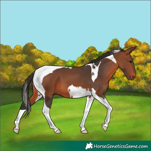 Horse Color:Bay Tobiano 