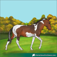 Horse Color:Bay Tobiano
