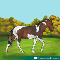 Horse Color:Bay Tobiano 