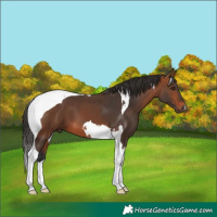 Horse Color:Bay Tobiano 