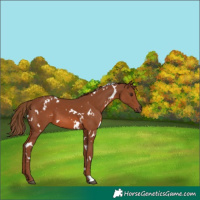 Horse Color:White Spotted Chestnut 