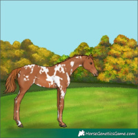 Horse Color:White Spotted Chestnut
