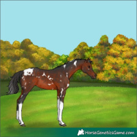 Horse Color:White Spotted Brown Tobiano Rabicano 