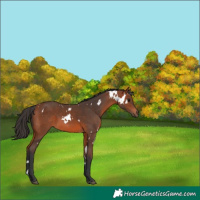 Horse Color:White Spotted Bay 