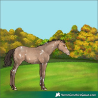 Horse Color:White Spotted Amber Champagne