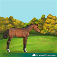 Horse Color:Bay 