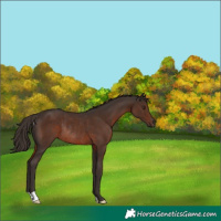 Horse Color:Liver Chestnut Rabicano 