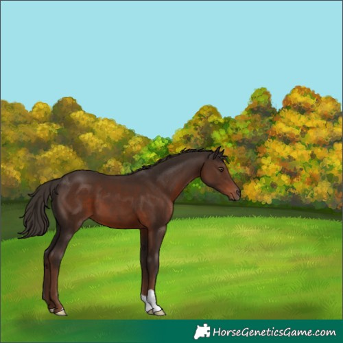 Horse Color:Liver Chestnut 