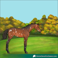 Horse Color:White Spotted Bay 