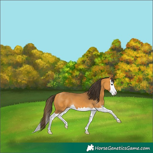 Horse Color:Buckskin Splash 