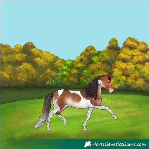 Horse Color:Bay Tobiano Rabicano 
