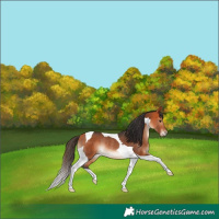 Horse Color:Bay Tobiano Rabicano 