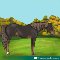 Horse Color:Unknown 