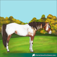 Horse Color:Bay Onyx Near Fewspot 