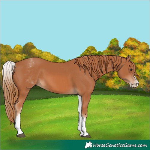 Horse Color:Unknown 