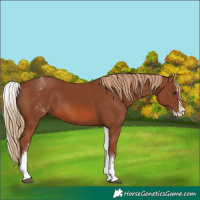 Horse Color:Unknown 