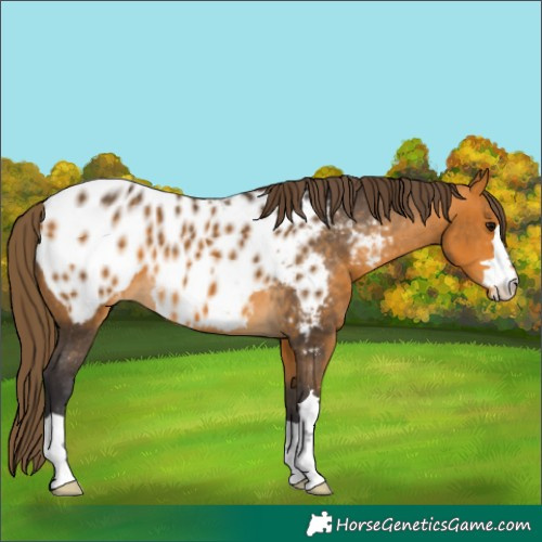 Horse Color:Buckskin Appaloosa 