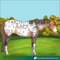 Horse Color:Buckskin Appaloosa