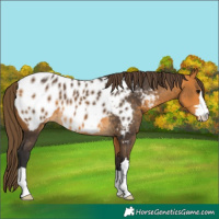 Horse Color:Buckskin Near Leopard