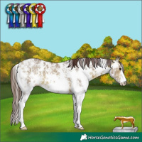 Horse Color:Chocolate Bay Ice Sabino 