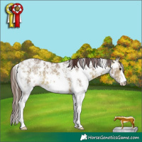 Horse Color:Chocolate Bay Ice Sabino