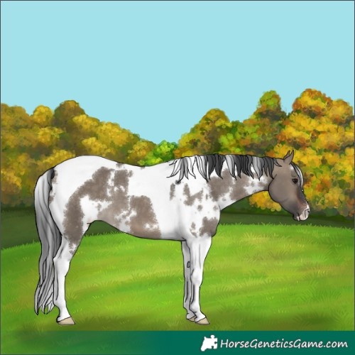 Horse Color:White Spotted Brown Dun Tobiano 